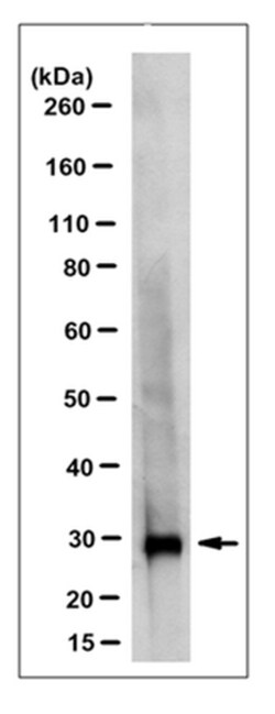 MilliporeSigma anti-SDHB Clone: 10C5.1, 100&mu;g, Unlabeled:Antibodies,